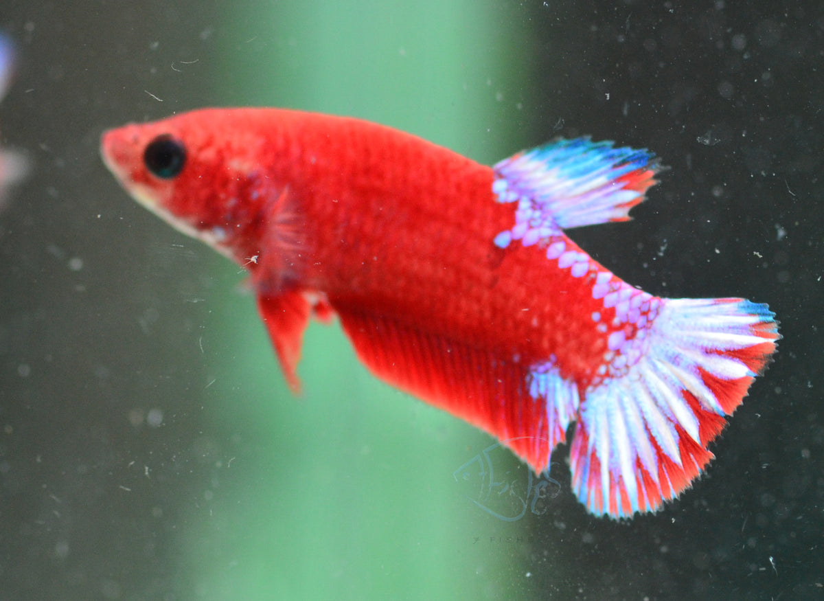 Hellboy Plakat Female