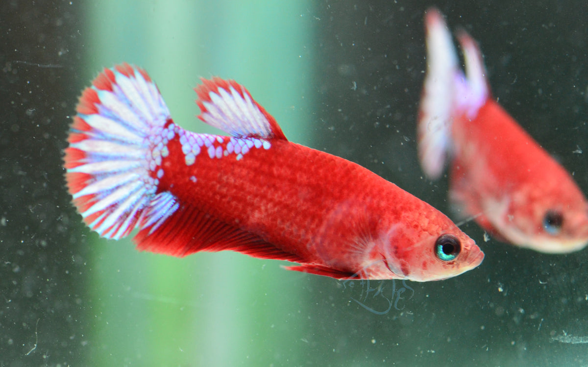 Hellboy Plakat Female