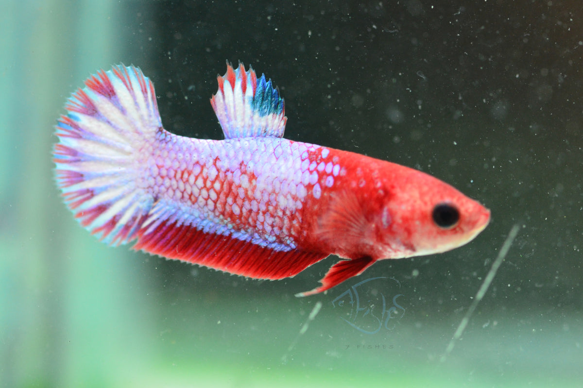 Hellboy Plakat Female