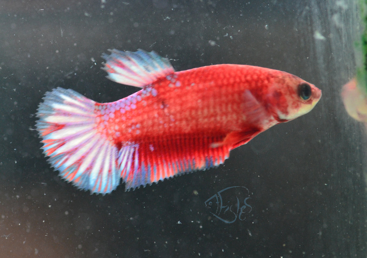 Hellboy Plakat Female