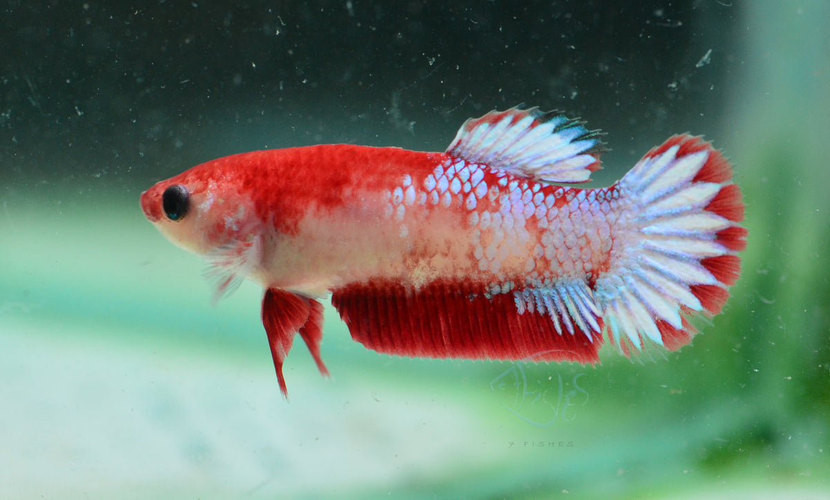 Hellboy Plakat Female