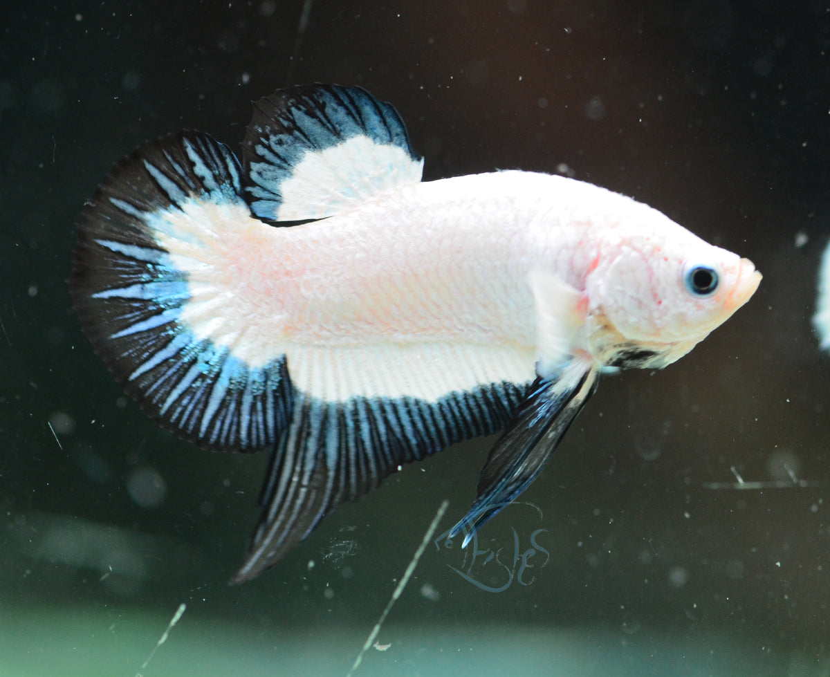 Blue Rim Plakat Male