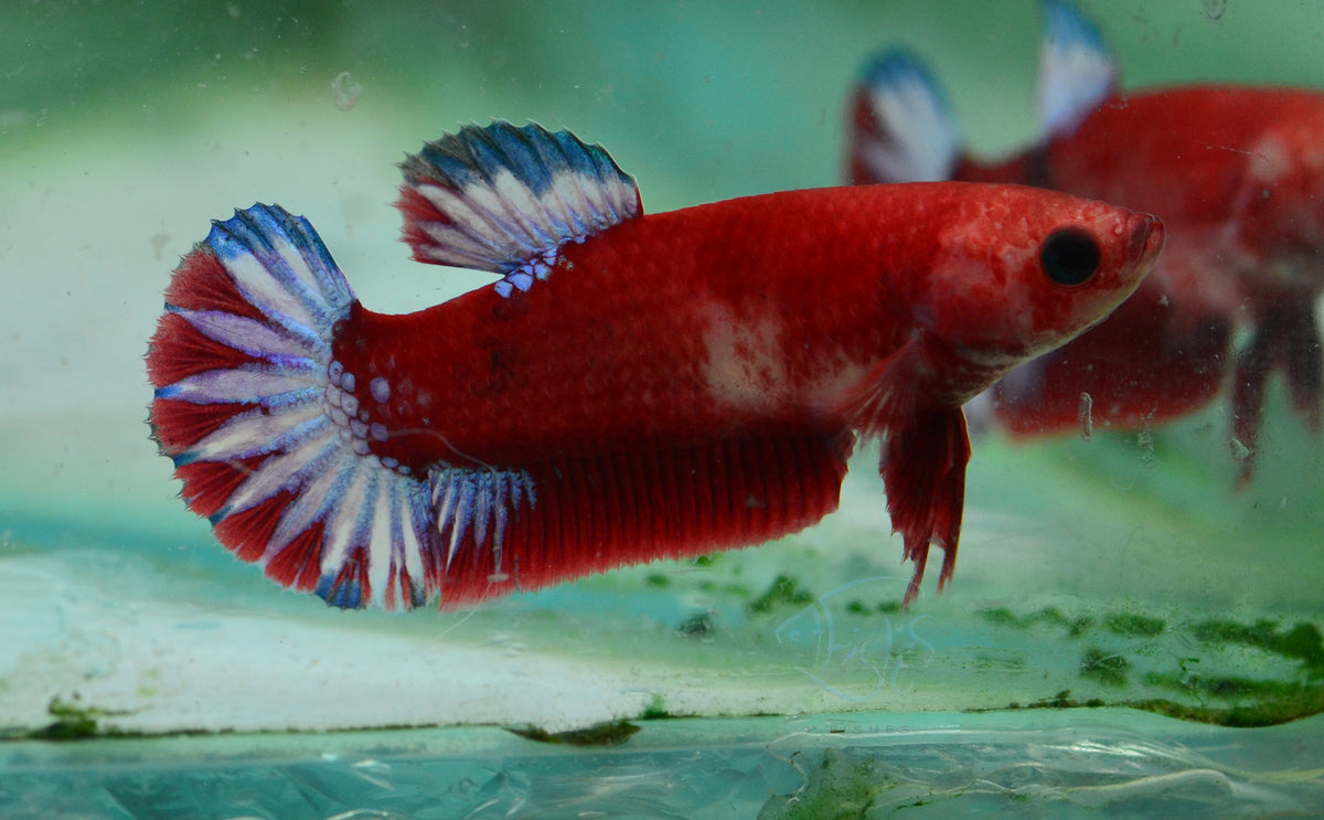 Hellboy Plakat Female