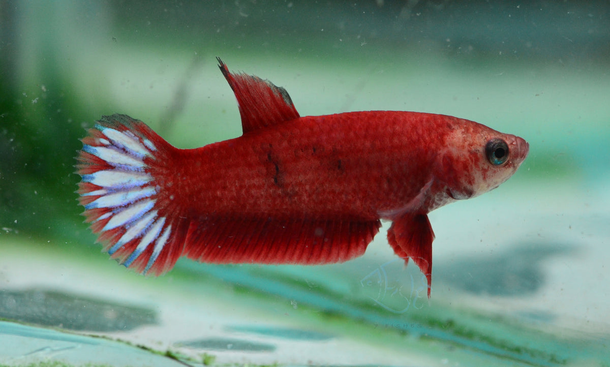 Hellboy Plakat Female