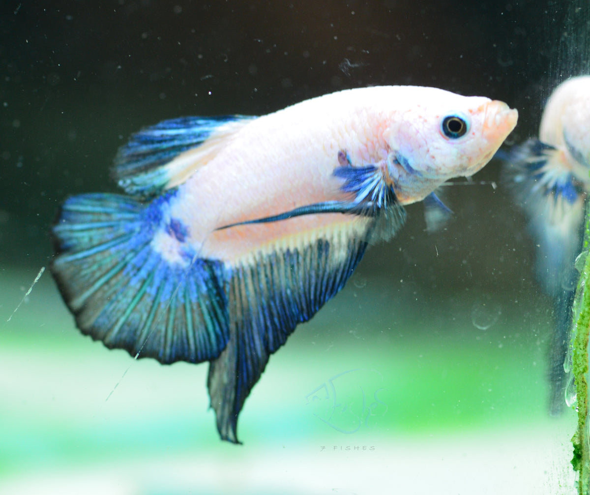 Blue Rim Plakat Male