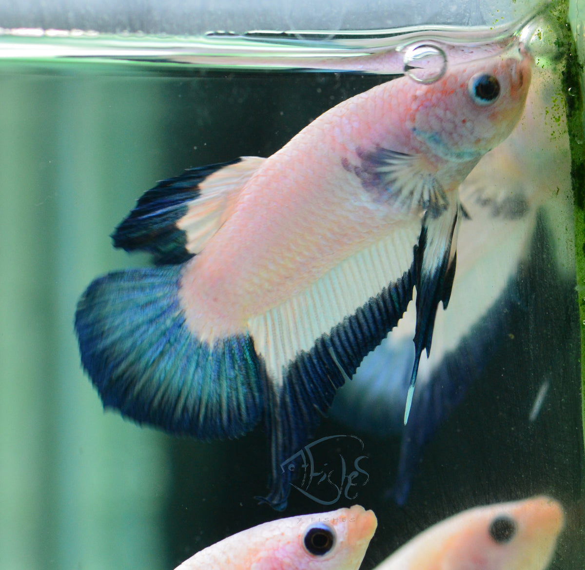 Blue Rim Plakat Male
