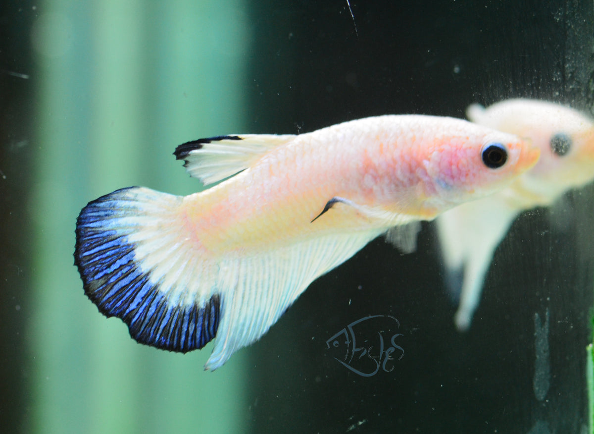 Blue Rim Plakat Male