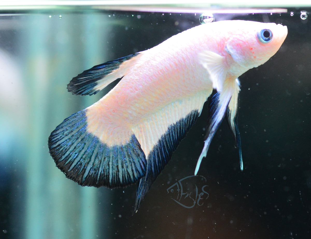 Blue Rim Plakat Male