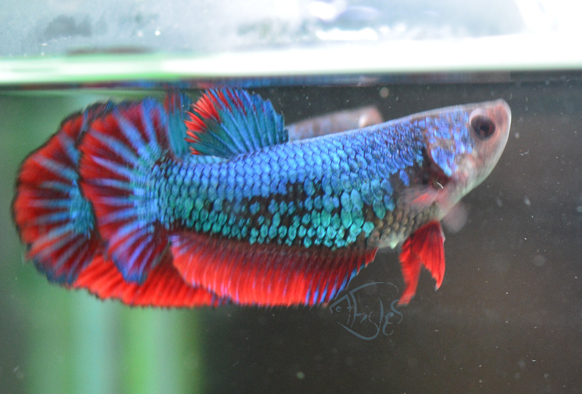 Bicolour Halfmoon Female