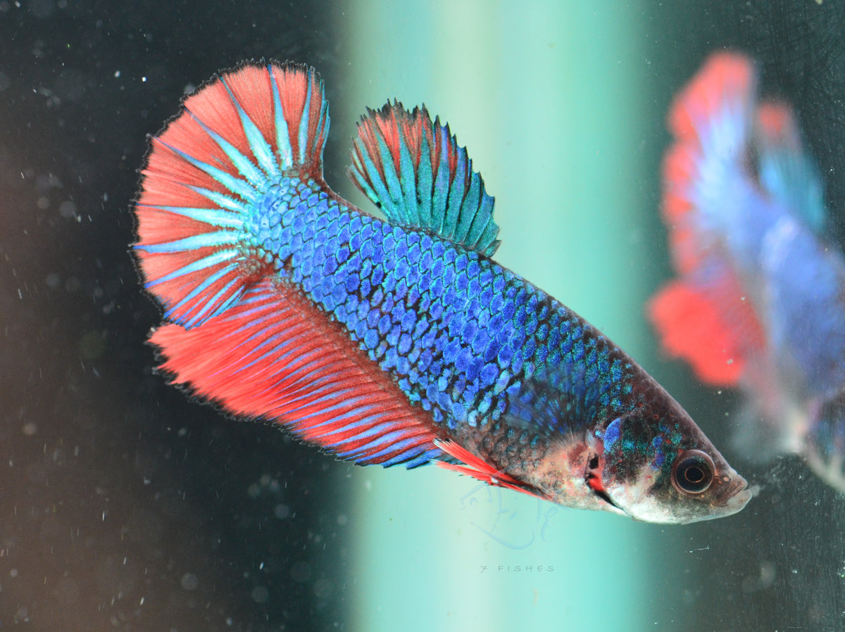 Bicolour Halfmoon Female