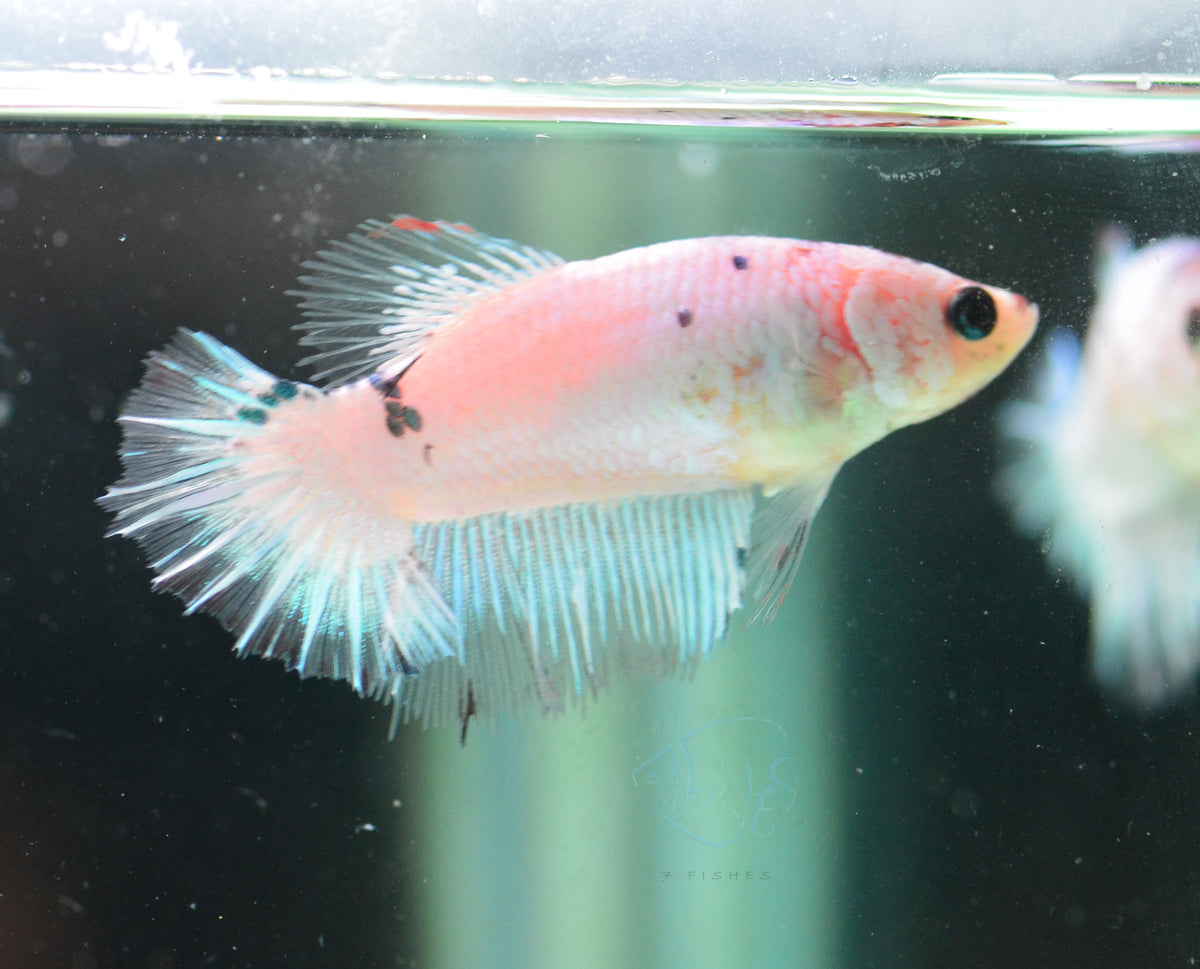 Opal Halfmoon Female