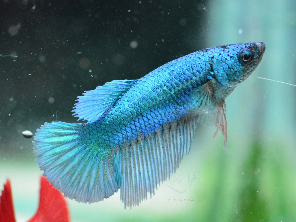 Turquoise Halfmoon Female