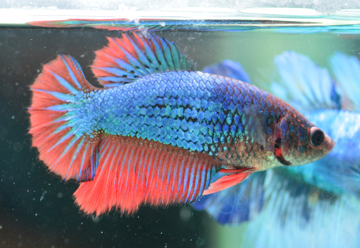 Bicolour Halfmoon Female