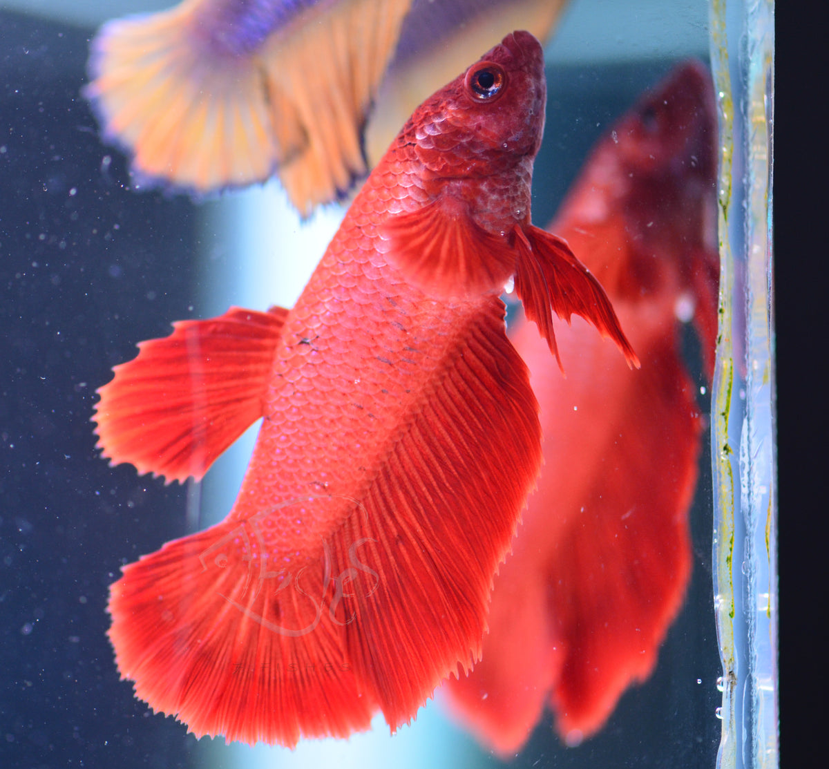 Red Halfmoon Female