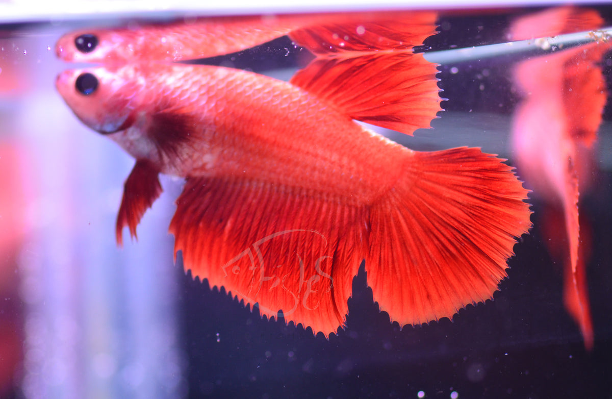 Red Halfmoon Female