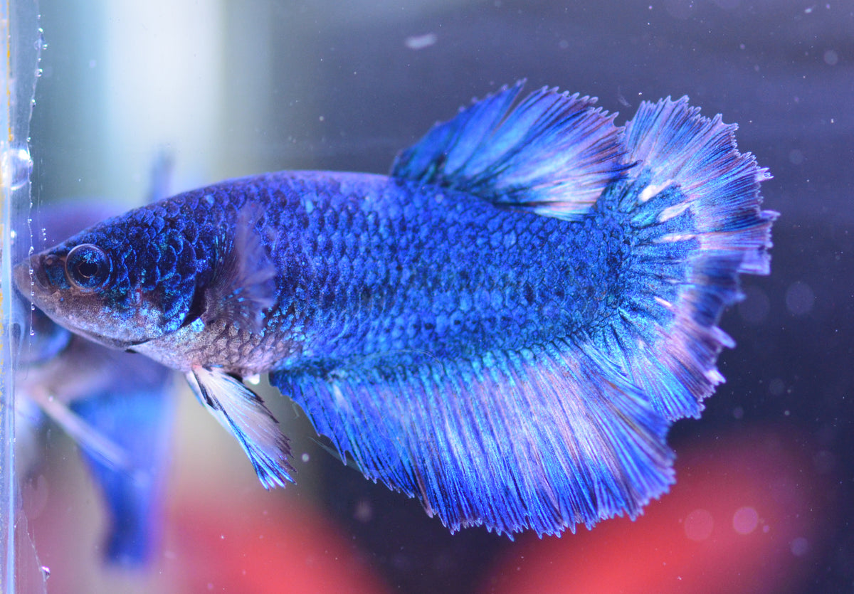 Blue Halfmoon Female