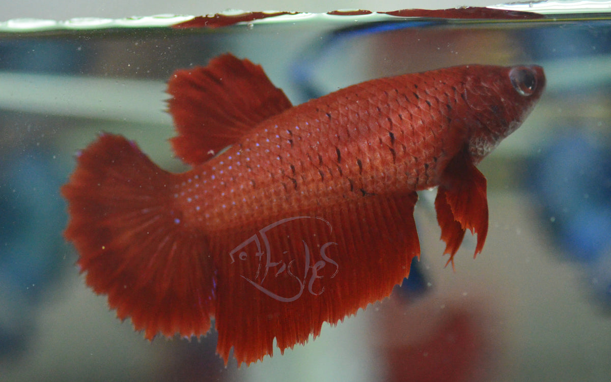 Red Halfmoon Female