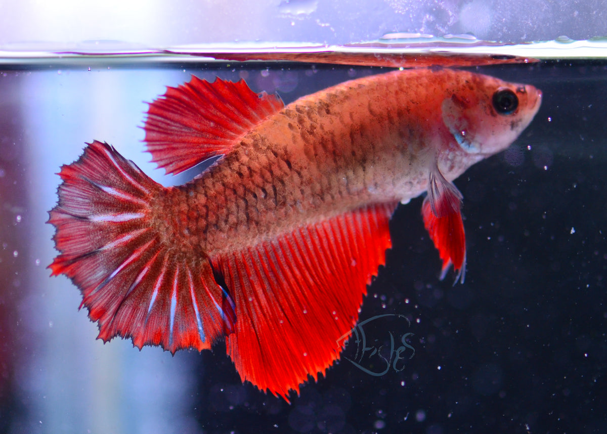 Red Marble Halfmoon Female