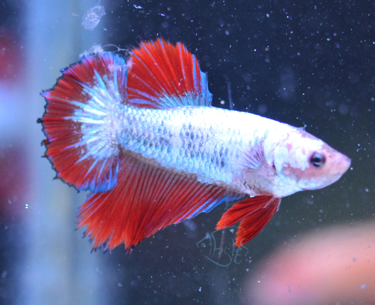 Marble Halfmoon Female