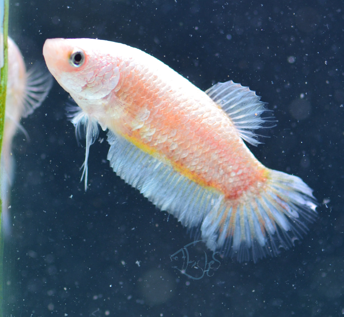 Opal HMPK Female