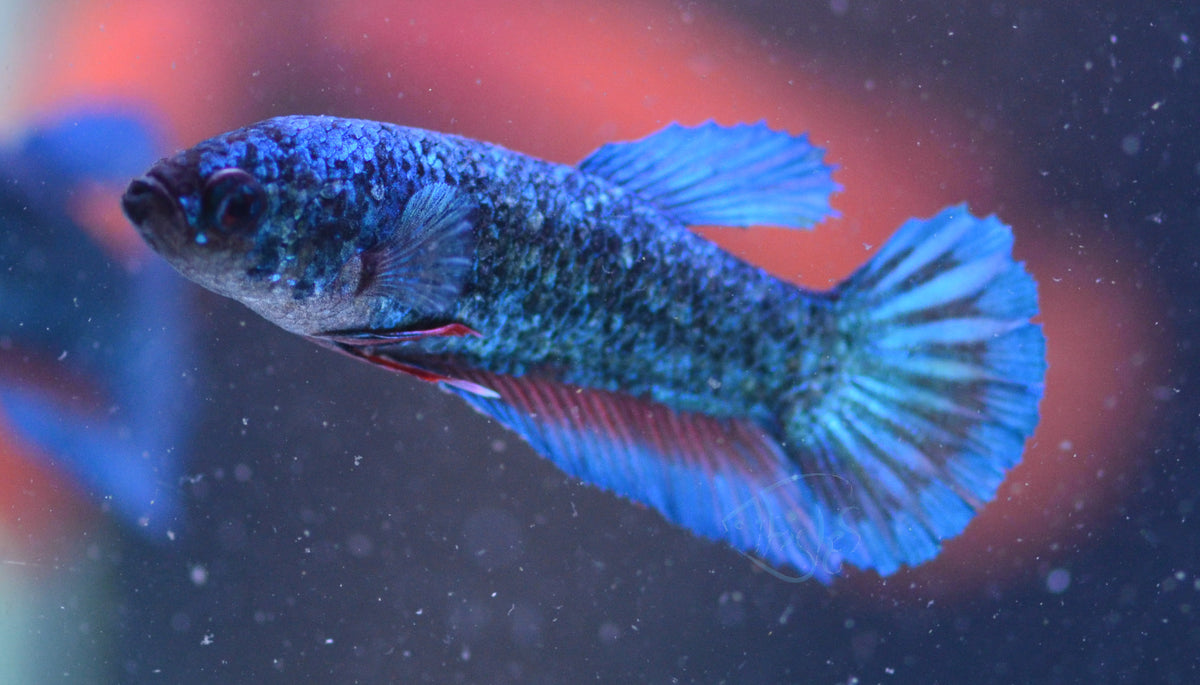 Turquoise HMPK Female