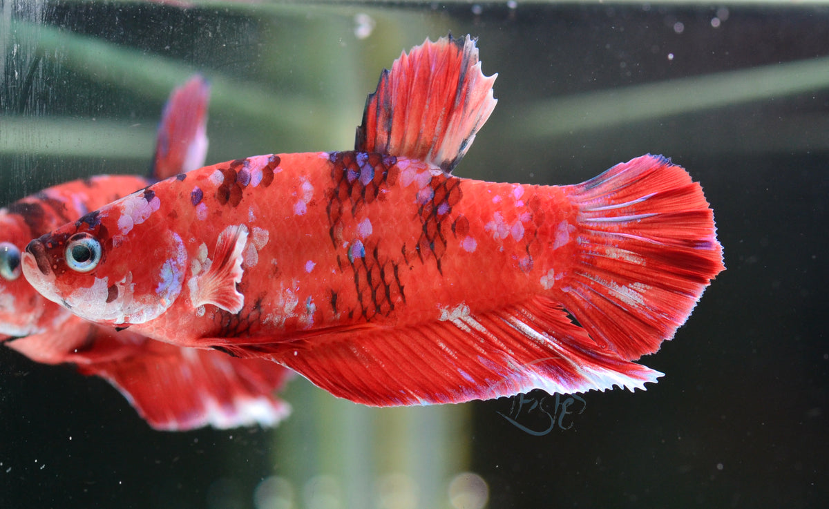 Red Snow Galaxy HMPK Male