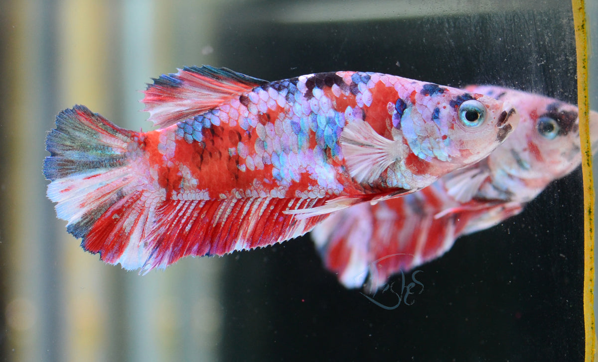 Red Snow Galaxy HMPK Male