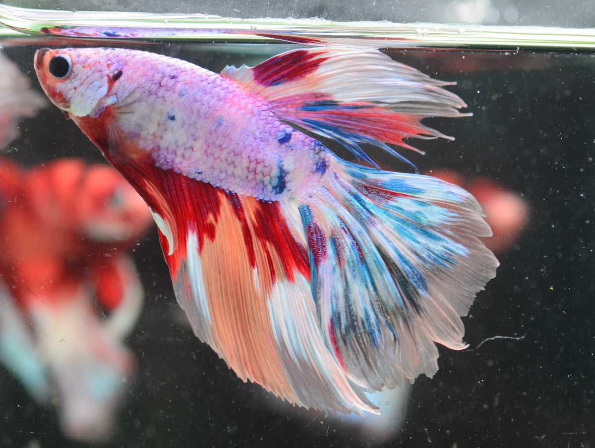 Candy Halfmoon Male