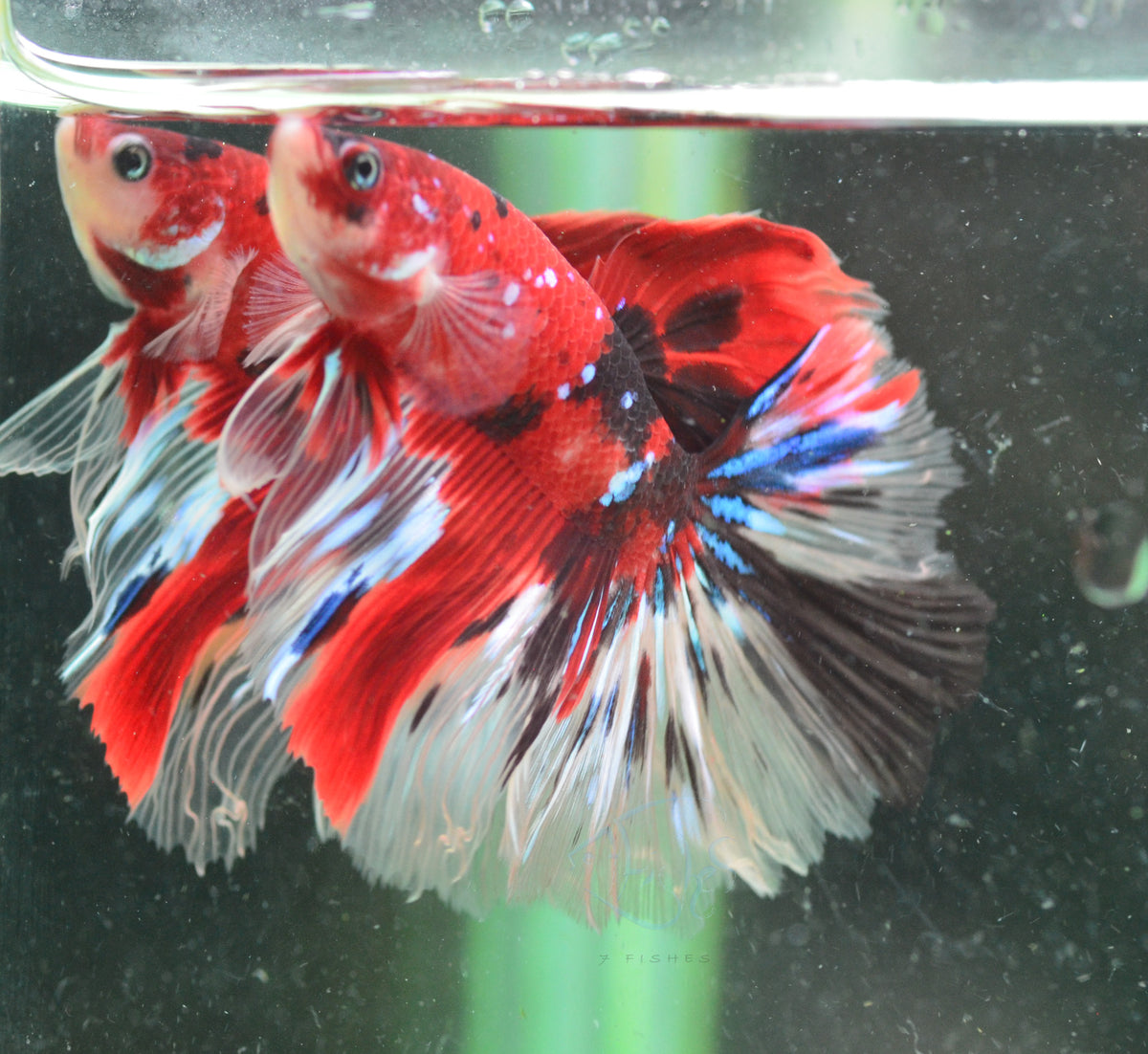 Red Koi Halfmoon Male