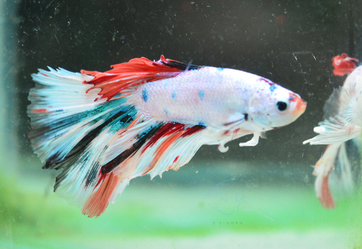 Candy Halfmoon Male