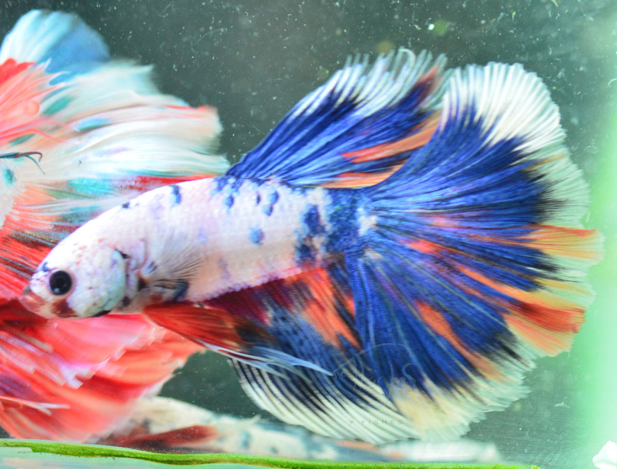 Pastel Koi Halfmoon Male