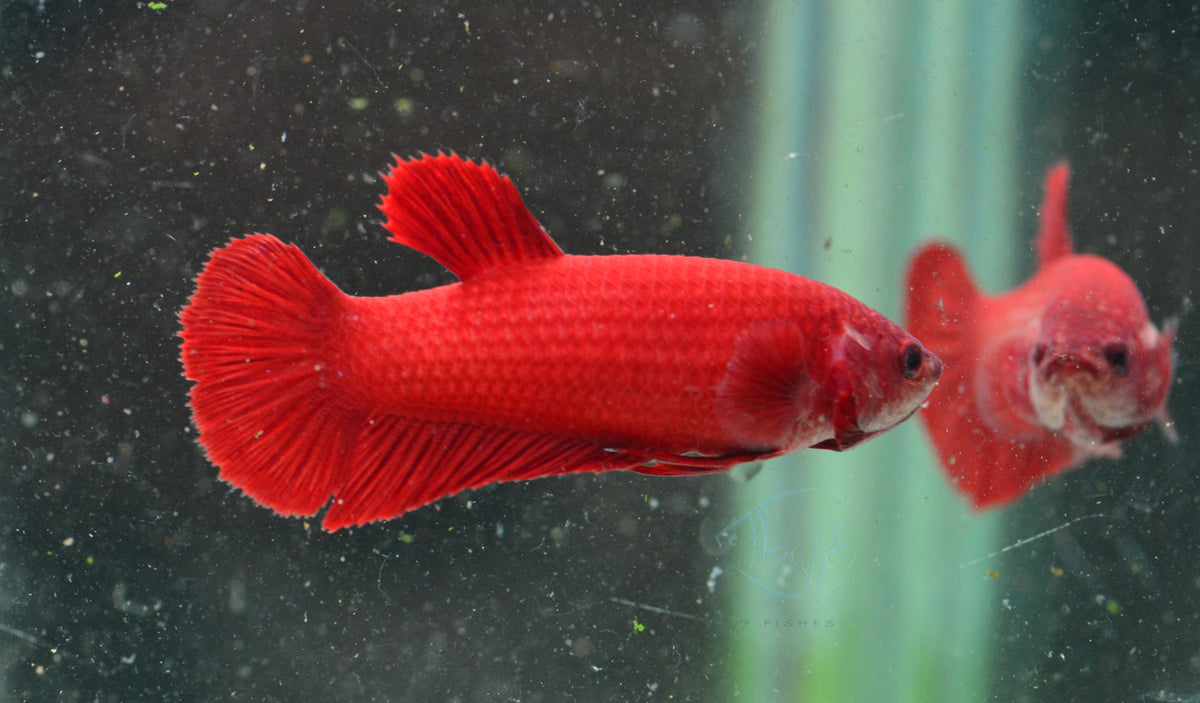 Red HMPK Female