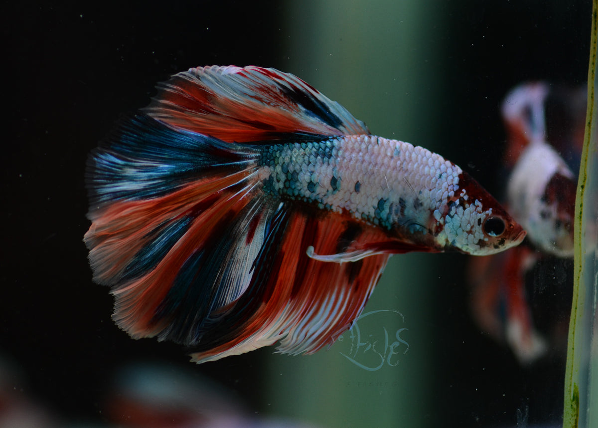 Candy Halfmoon Male