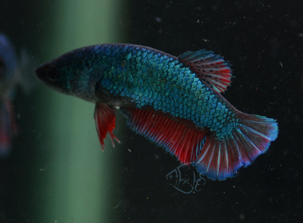 Turquoise Bicolour HMPK Female