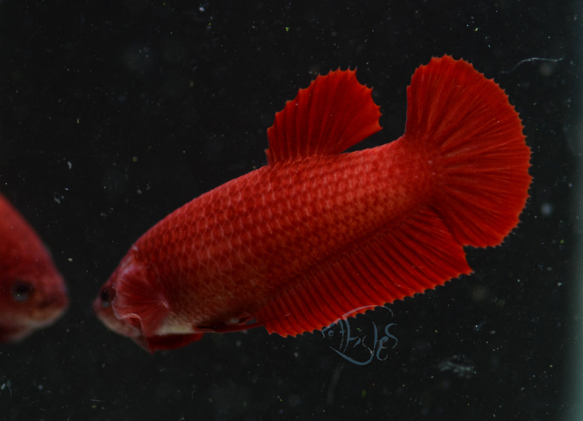 Red HMPK Female