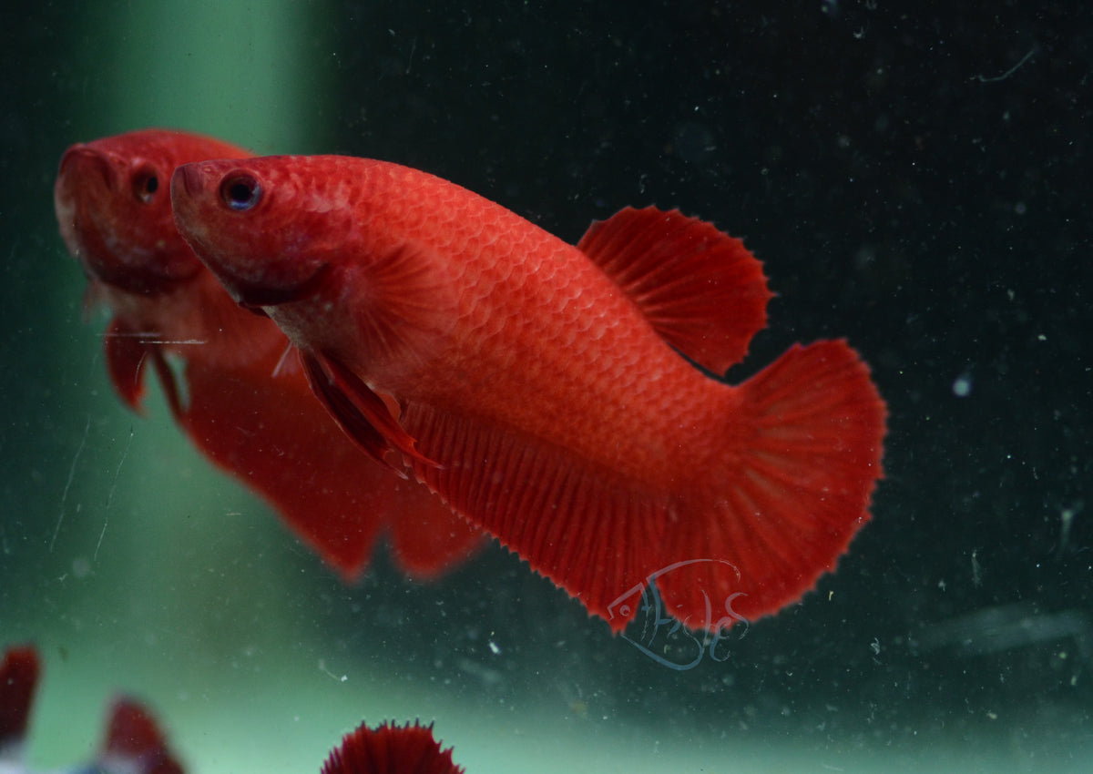 Red HMPK Female