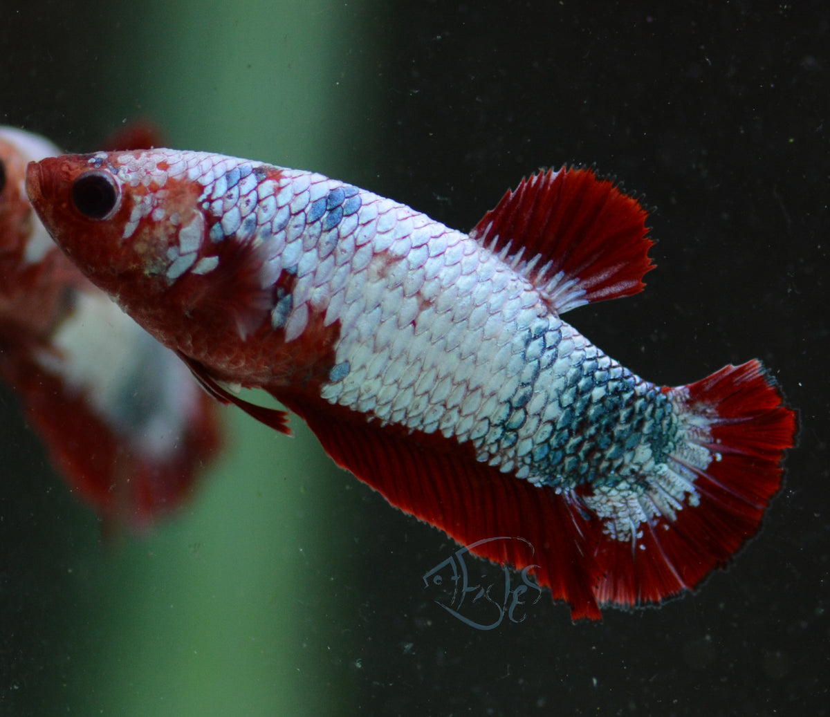 Red Fancy HMPK Female