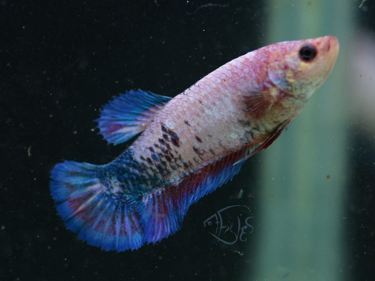 Fancy Rim HMPK Female