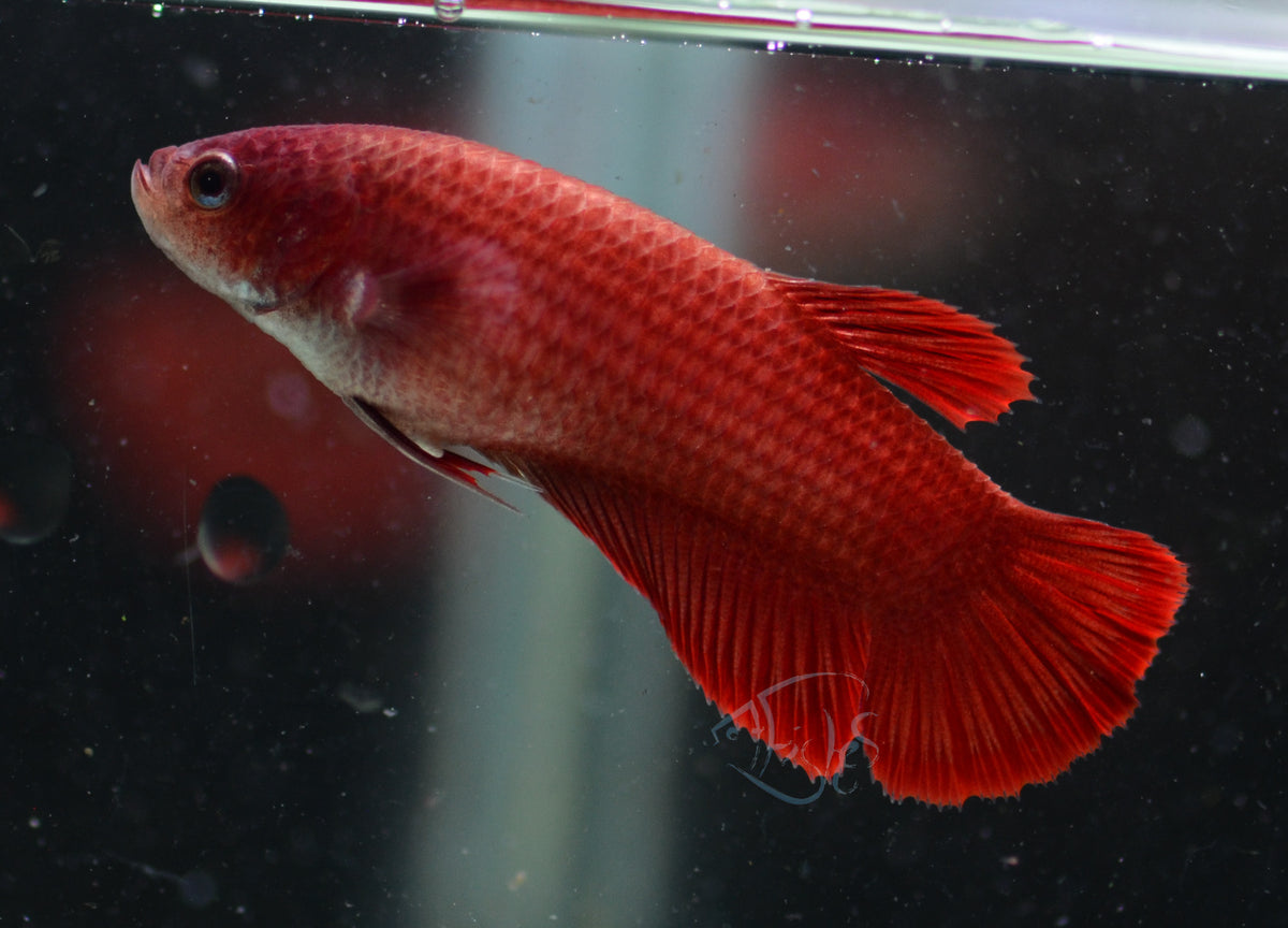 Red HMPK Female