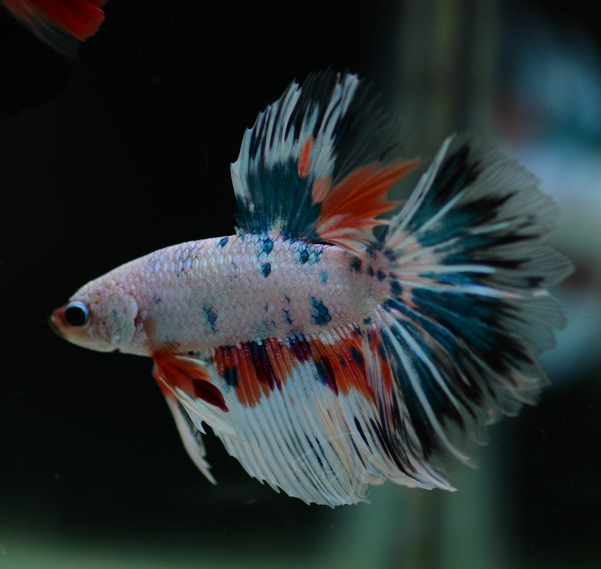 Candy Halfmoon Male