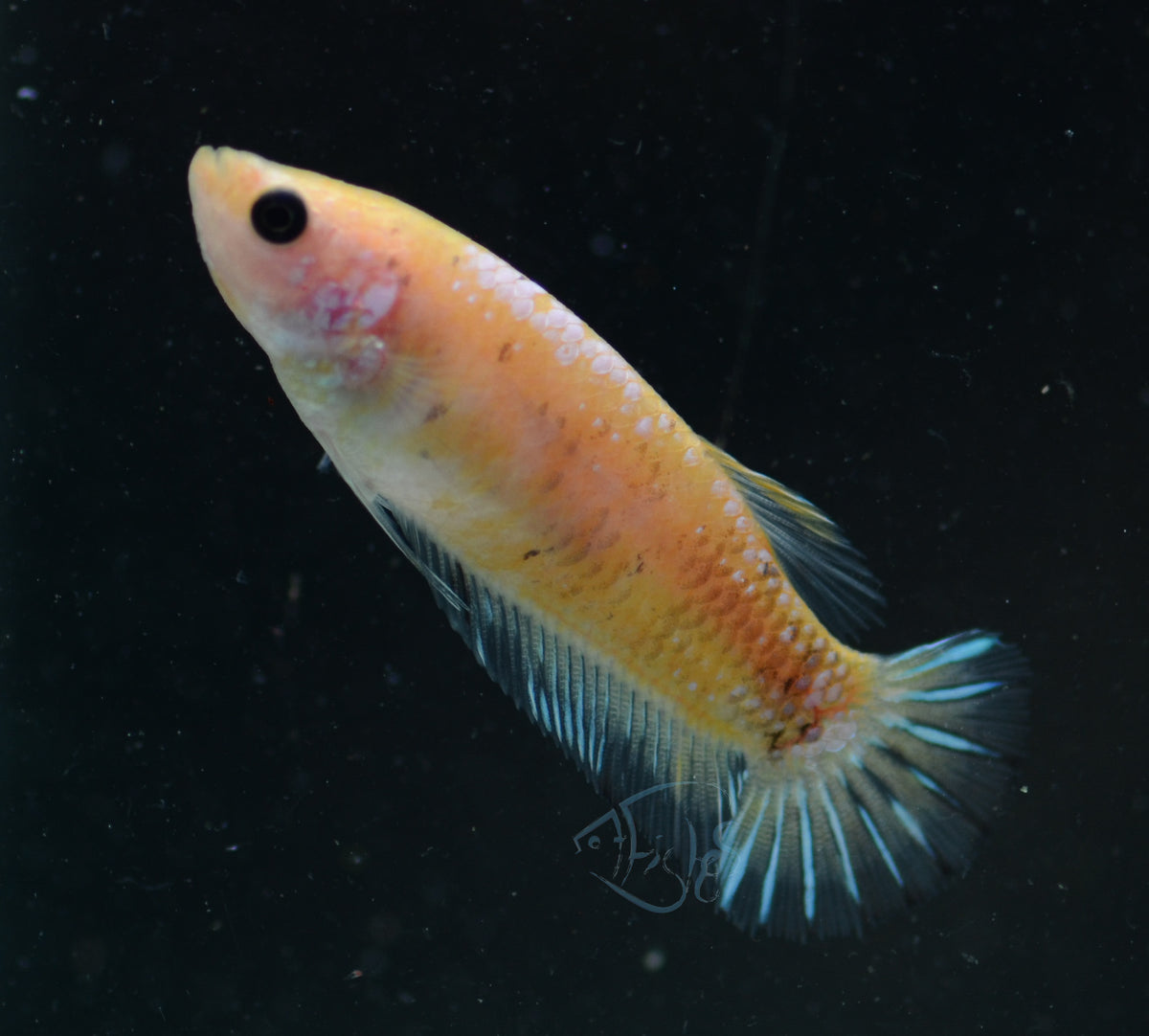 Yellow Marble HMPK Female