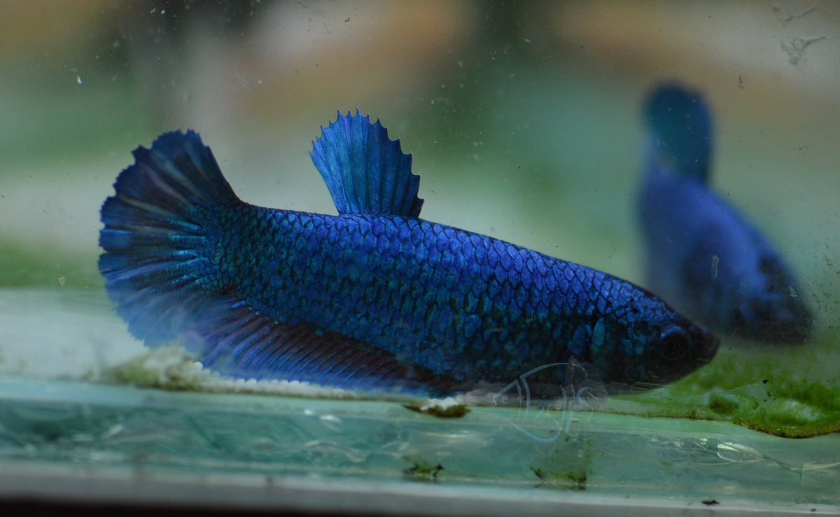 Metallic Blue HMPK Female