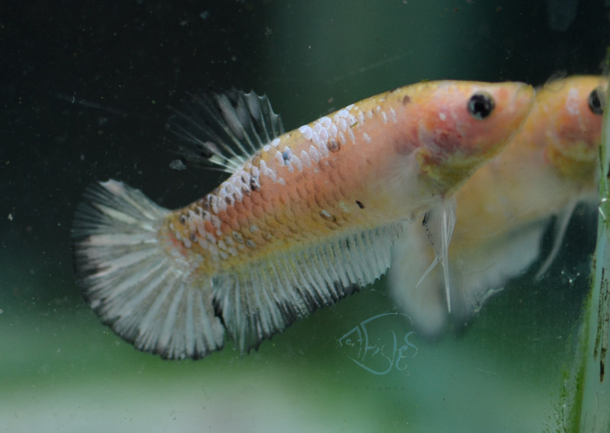 Opal Fancy HMPK Female