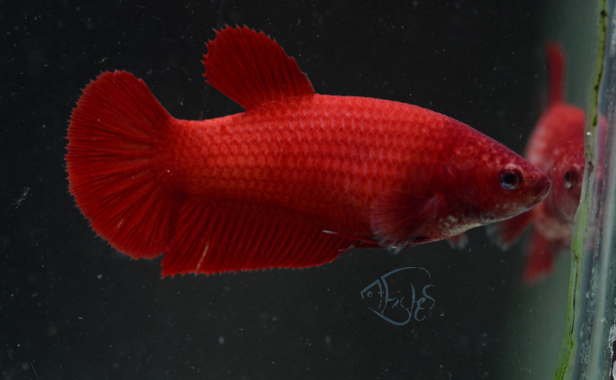 Red HMPK Female