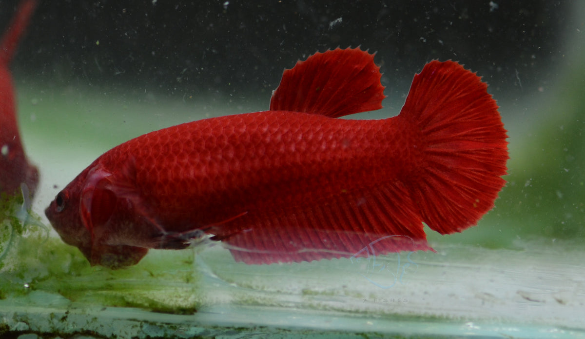 Red HMPK Female