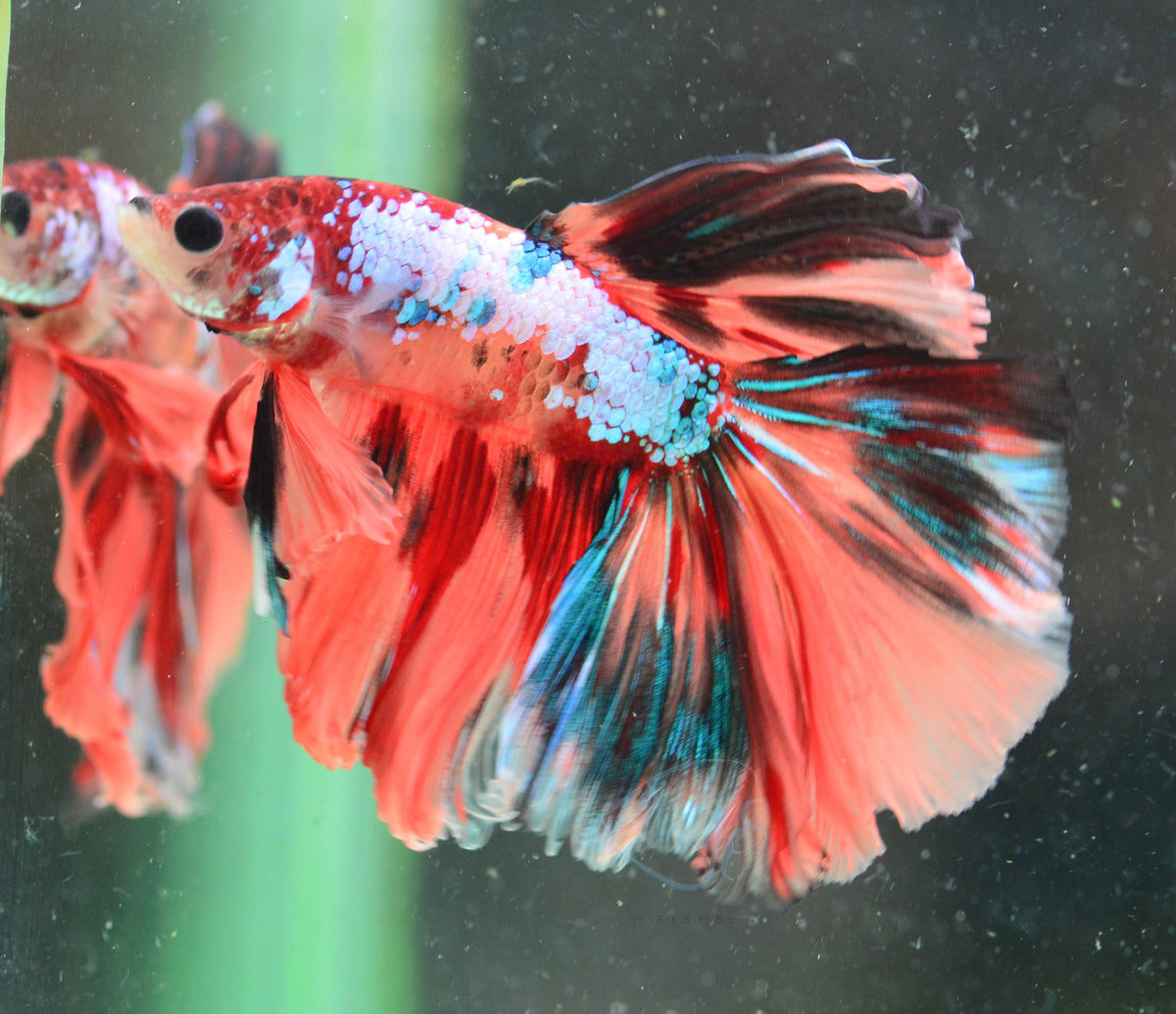 Nemo Galaxy Halfmoon Male