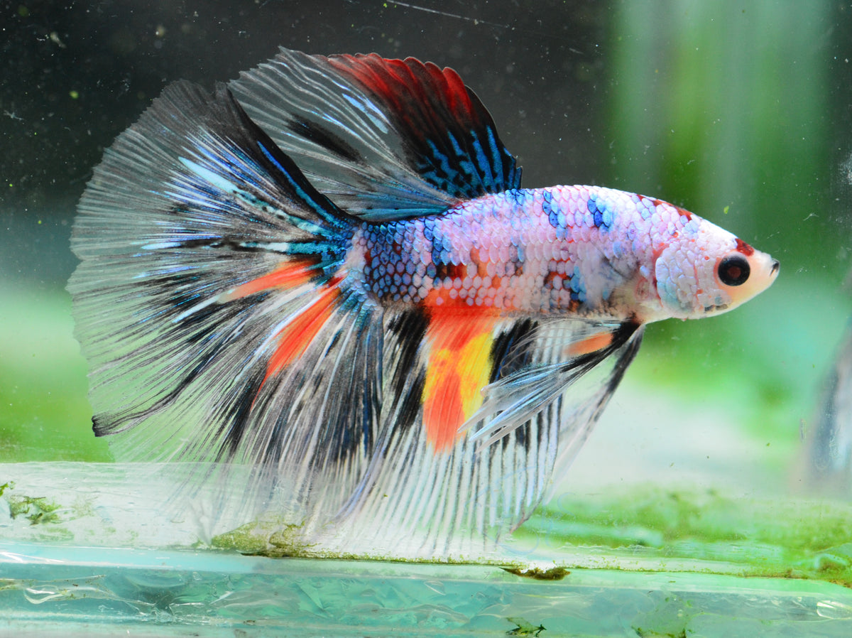 Fancy Koi Halfmoon Male