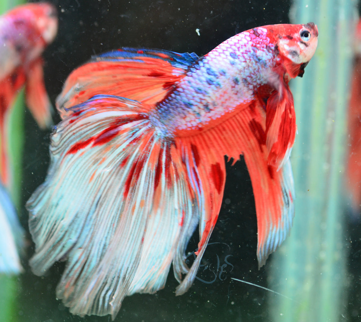 Giant Candy Delta-tail Male