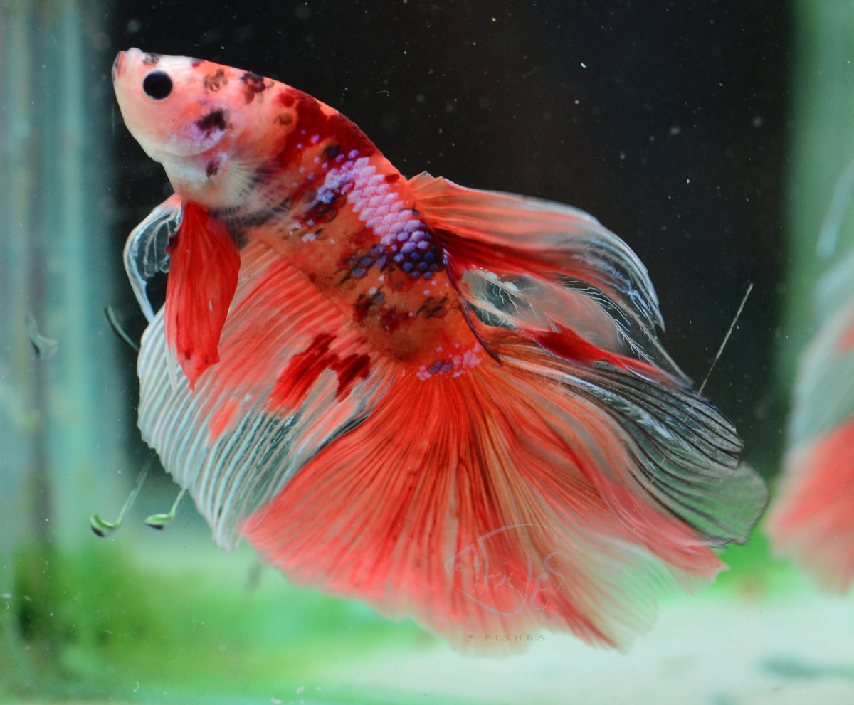 Giant Nemo Delta-tail Male