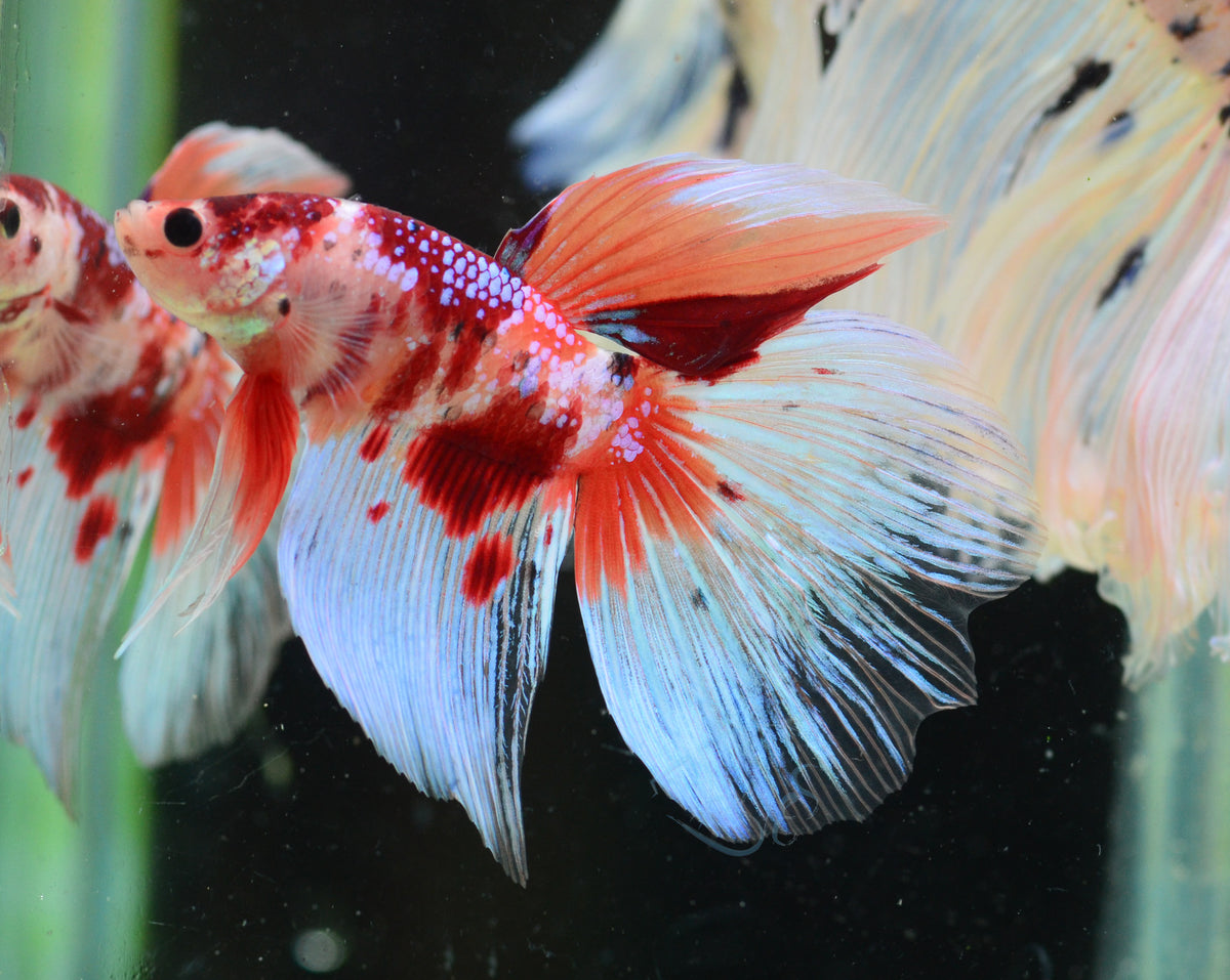 Giant Nemo Delta-tail Male